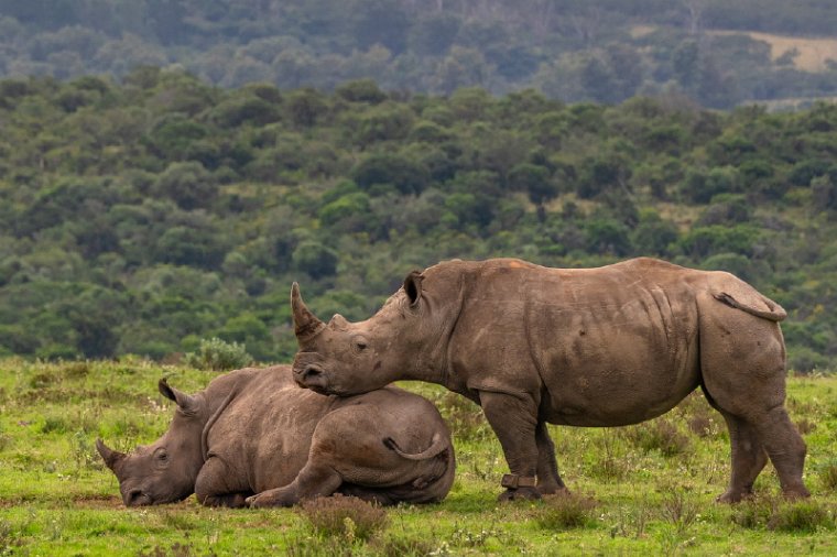 092 Port Elizabeth, Pumba Private Game Reserve, Zuid-Afrika.jpg